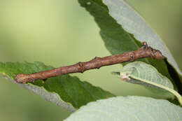 Image of large thorn