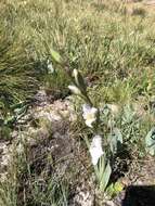 Imagem de Gladiolus calcaratus G. J. Lewis