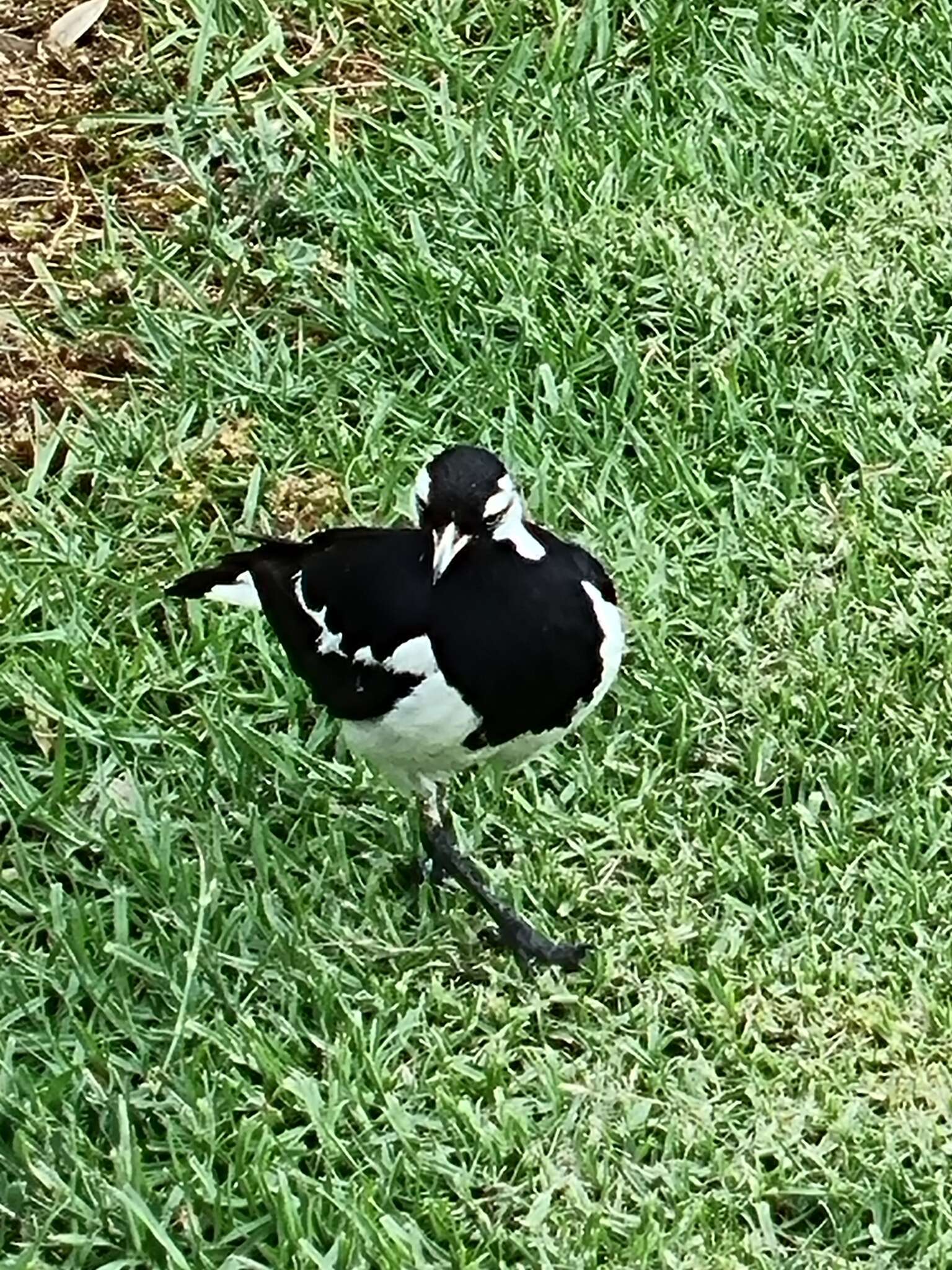 Image of Grallina cyanoleuca cyanoleuca (Latham 1801)