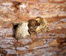 Image of nut-tree tussock