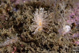 Image of Eubranchus vittatus (Alder & Hancock 1842)