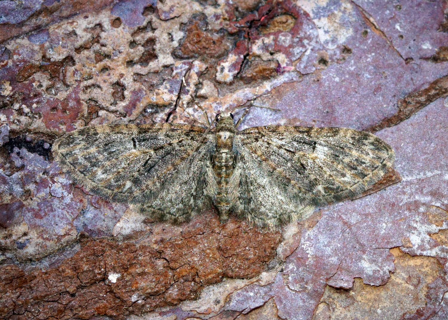 Image of brindled pug