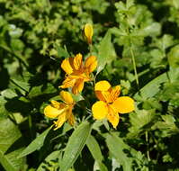 Image of Peruvian-lily