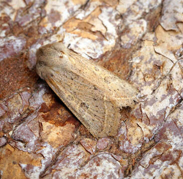 Слика од Orthosia gracilis Schiffermüller 1775