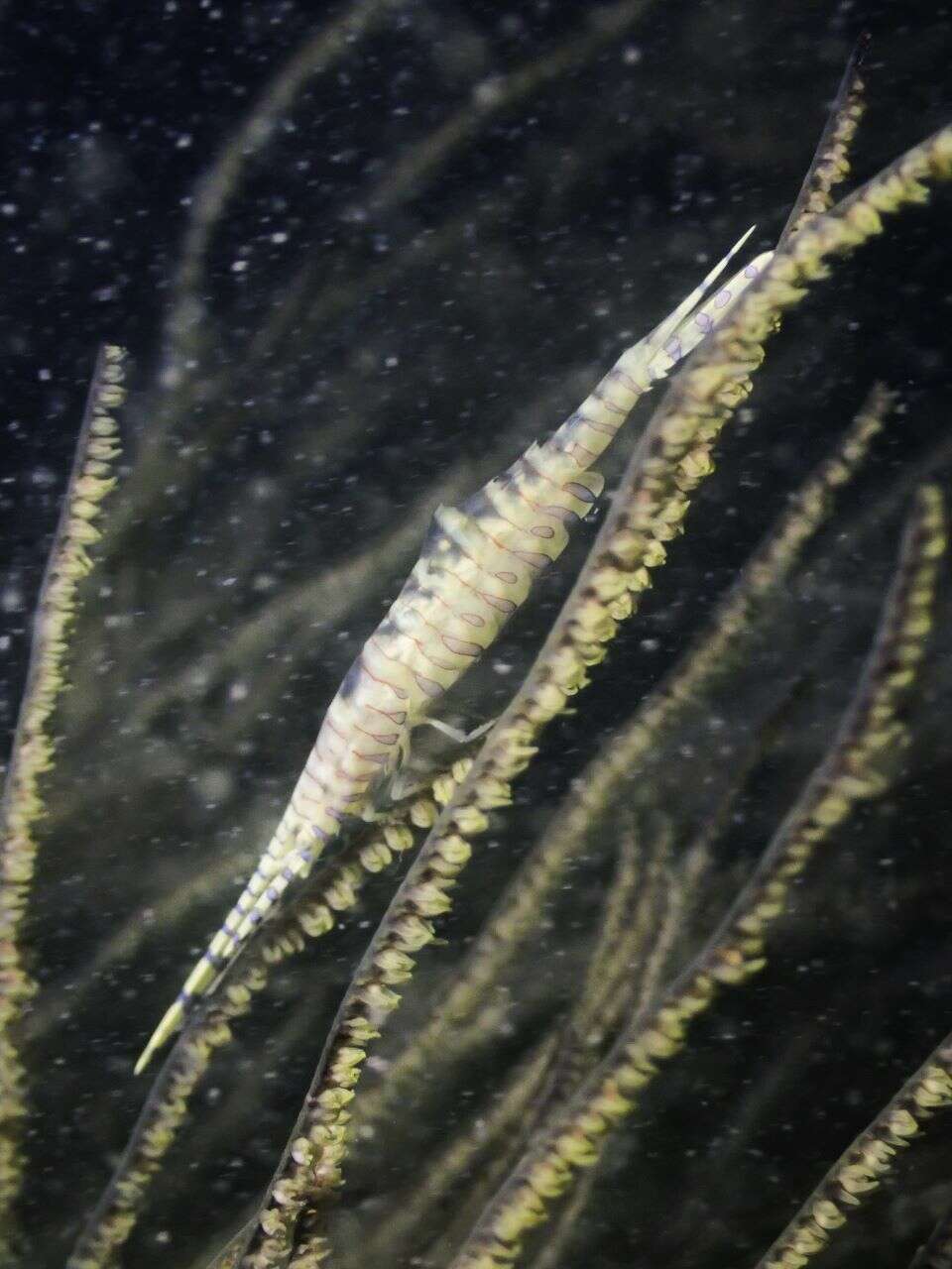 Image of Barred arrow shrimp