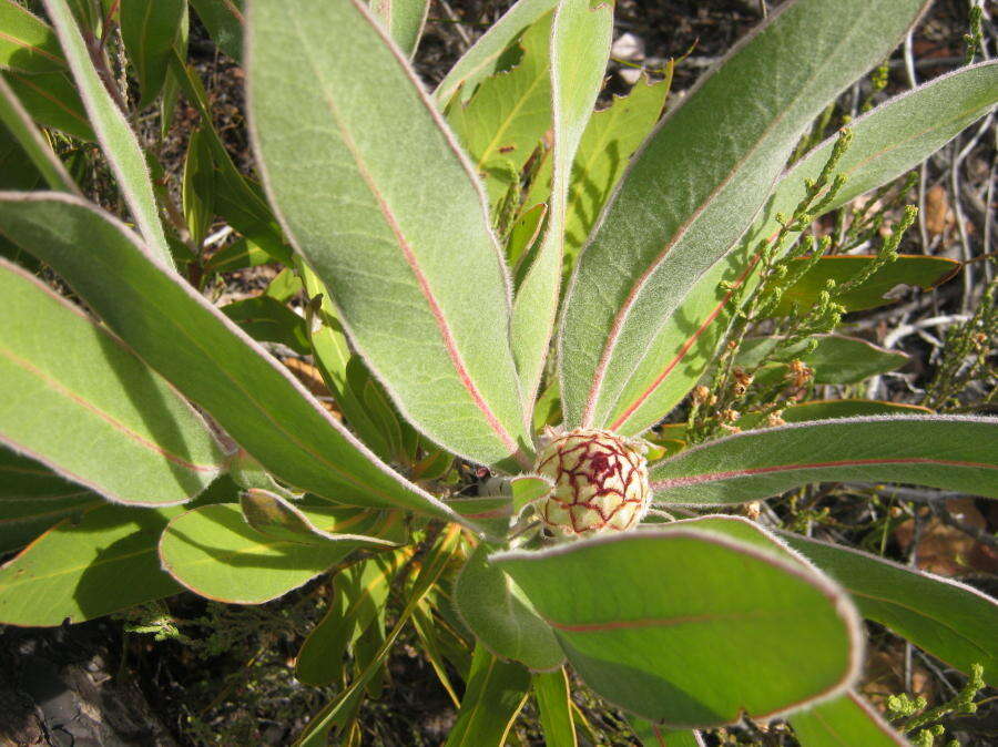 Image of Protea lorifolia (Salisb. ex Knight) Fourc.