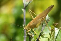 Image of Great green bushcricket