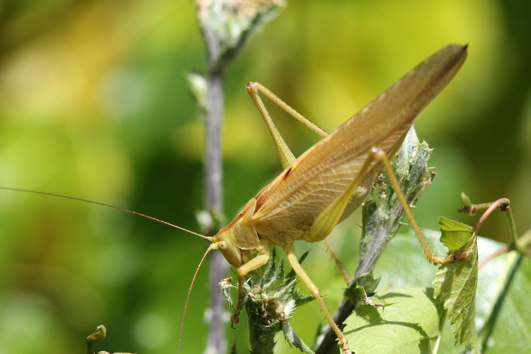 Image of Great green bushcricket