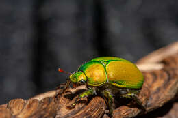 Image de Anoplostethus opalinus Brullé 1837