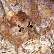 Orthosia gothica Linnaeus 1758 resmi