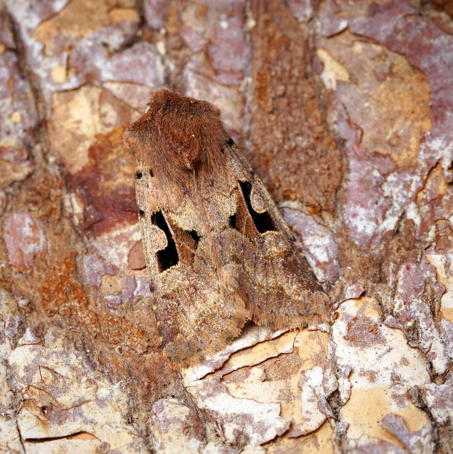 Orthosia gothica Linnaeus 1758 resmi