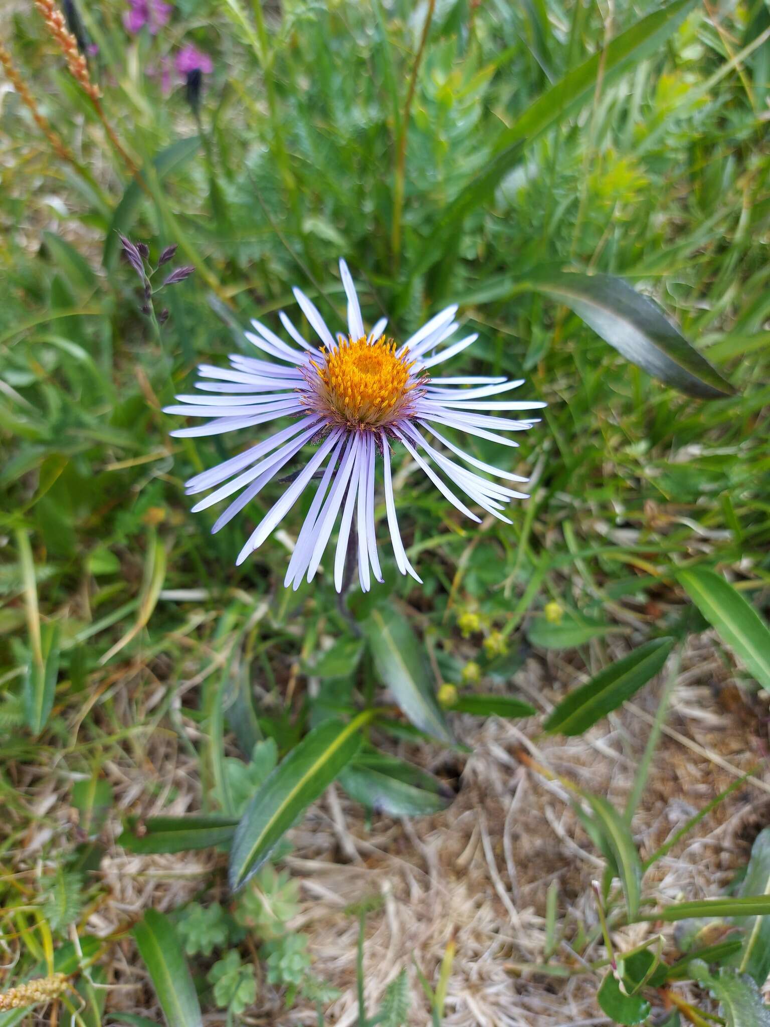 Plancia ëd Aster flaccidus Bunge