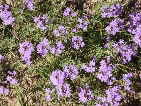 Image of South American mock vervain