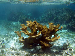 Image of Elkhorn Coral