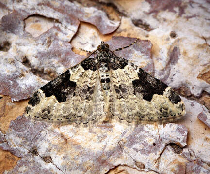 Image of garden carpet