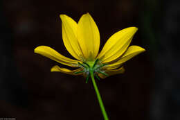 صورة Bidens angustissima Kunth