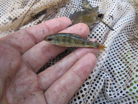 Image of Western creek chubsucker