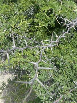 Sivun Vachellia tortuosa (L.) Seigler & Ebinger kuva