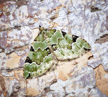 Image of green carpet