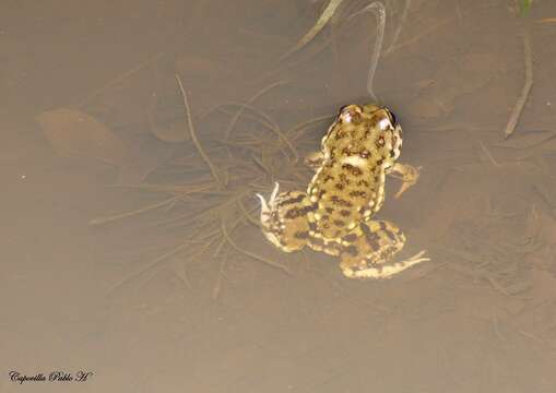 Image of Leptodactylus bufonius Boulenger 1894