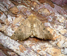 Image of scalloped hazel