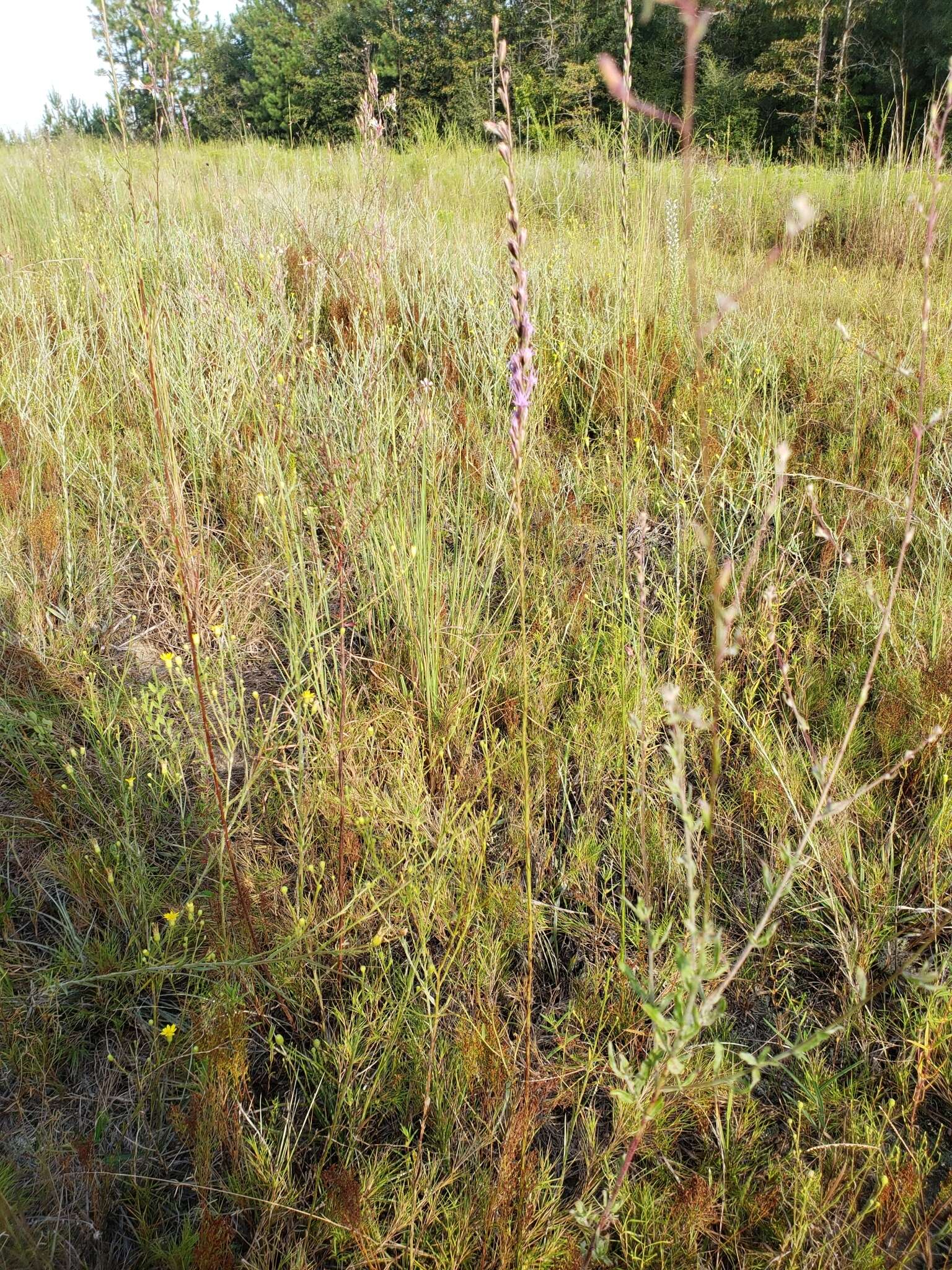 Liatris tenuifolia Nutt. resmi