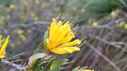 Image of Lambertia multiflora Lindl.