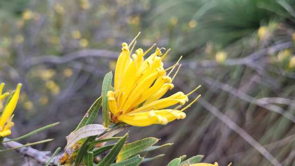 Image of Lambertia multiflora Lindl.