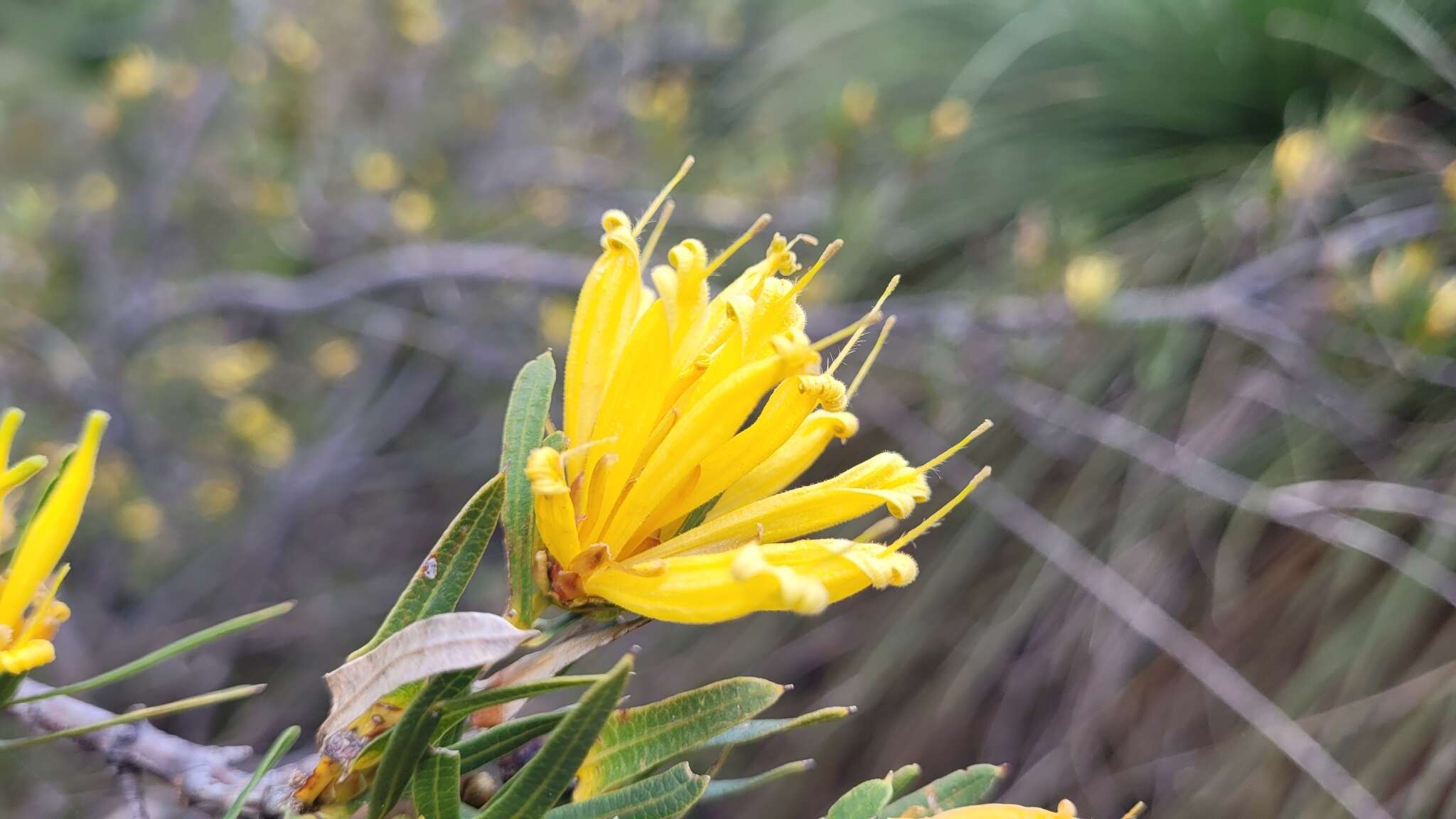 Image of Lambertia multiflora Lindl.