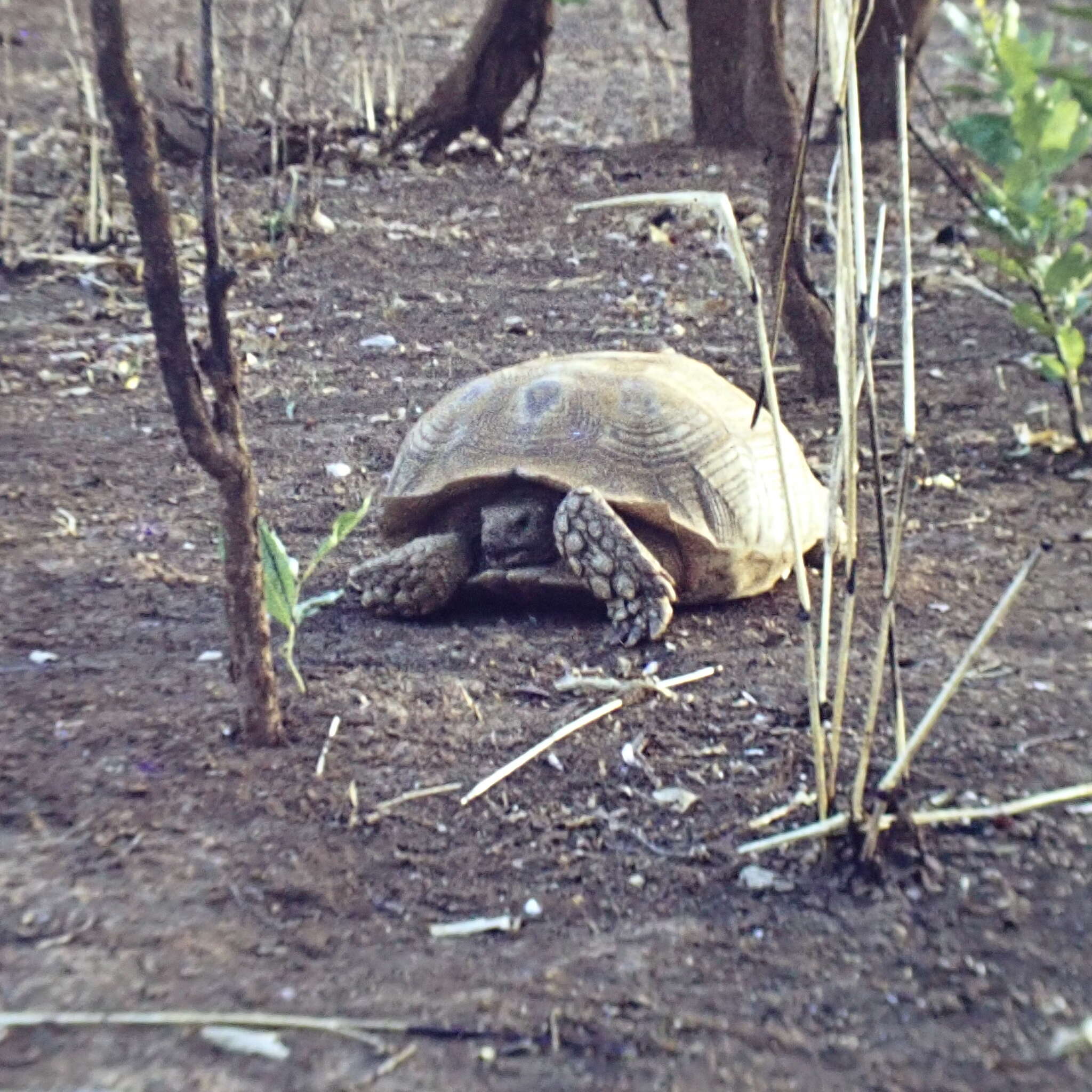 Image of spurred tortoise