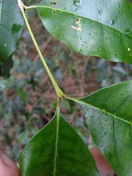 Image de Olea paniculata R. Br.