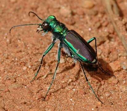 Imagem de Cicindela (Cicindela) splendida Hentz 1830