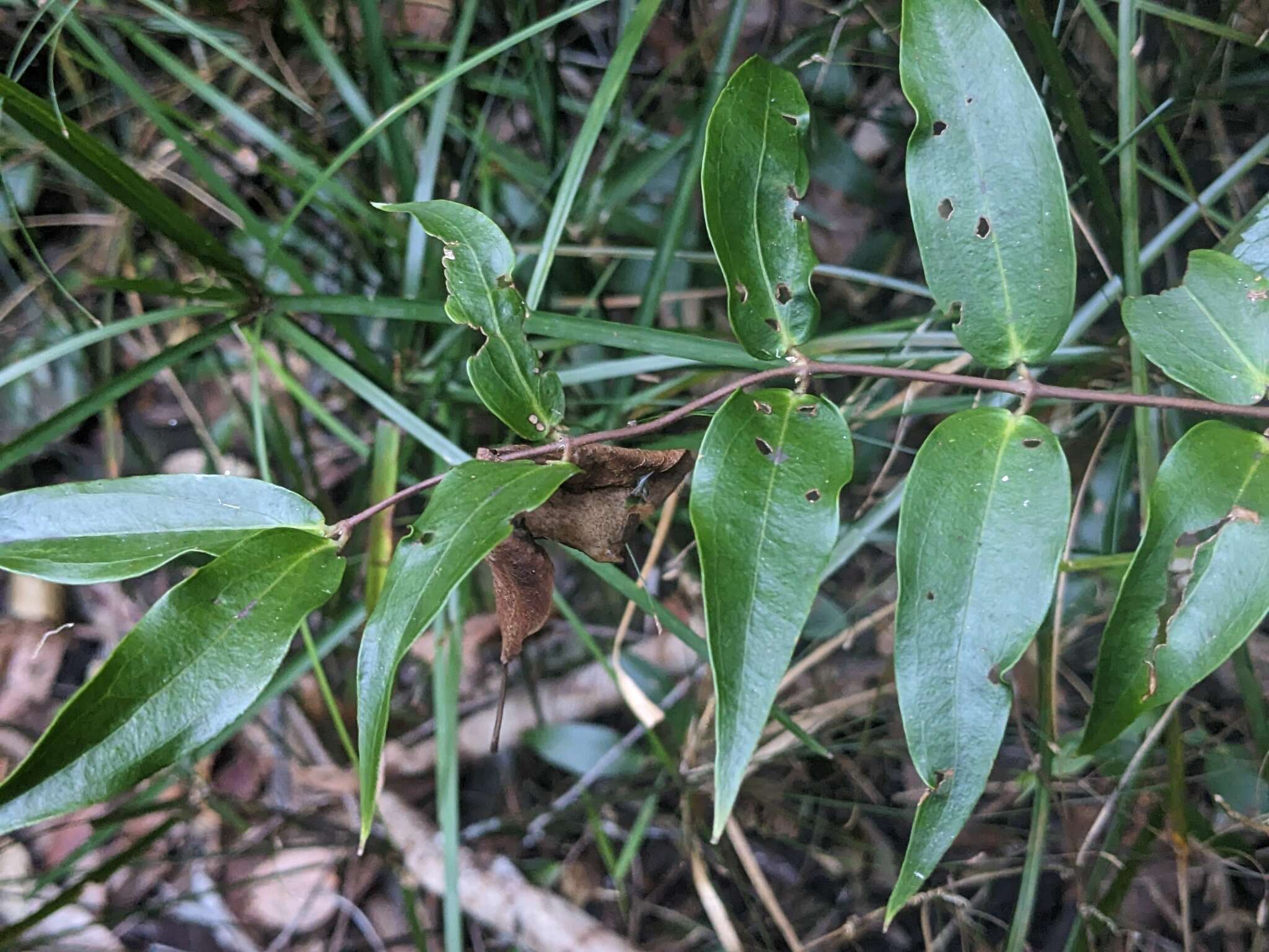 Sivun Ripogonum fawcettianum F. Muell. ex Benth. kuva