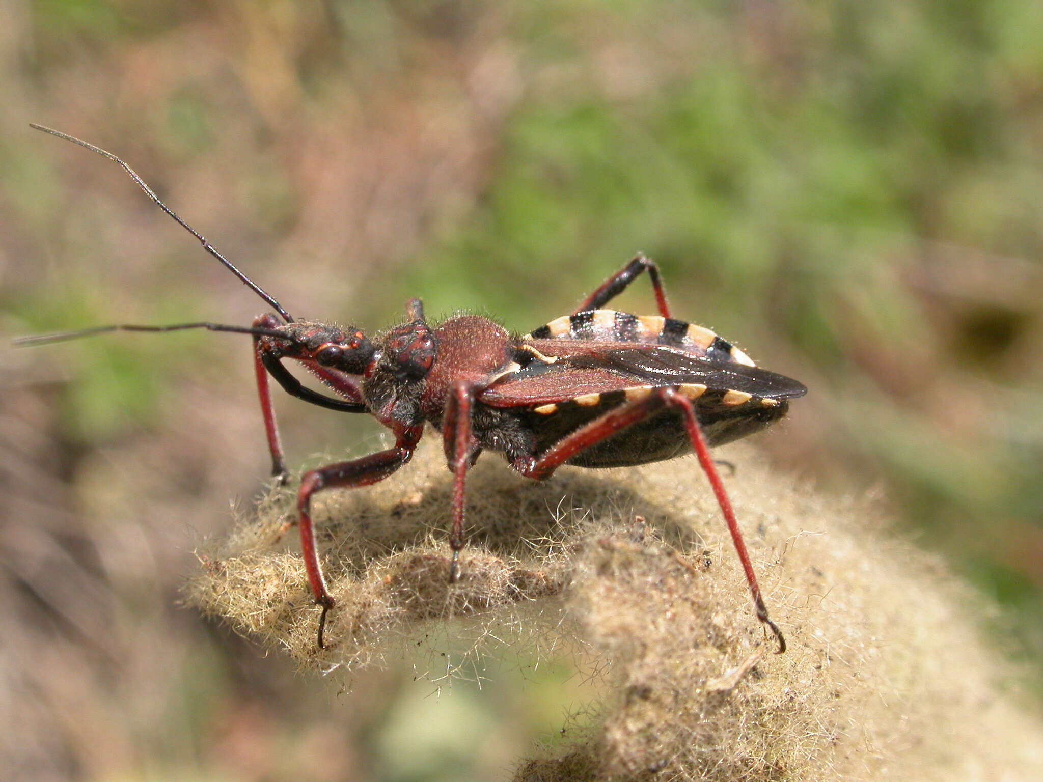 Image of Rhynocoris erythropus (Linnaeus 1767)