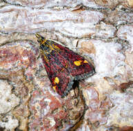 Image of Mint moth