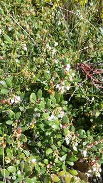 Image of sandmat manzanita