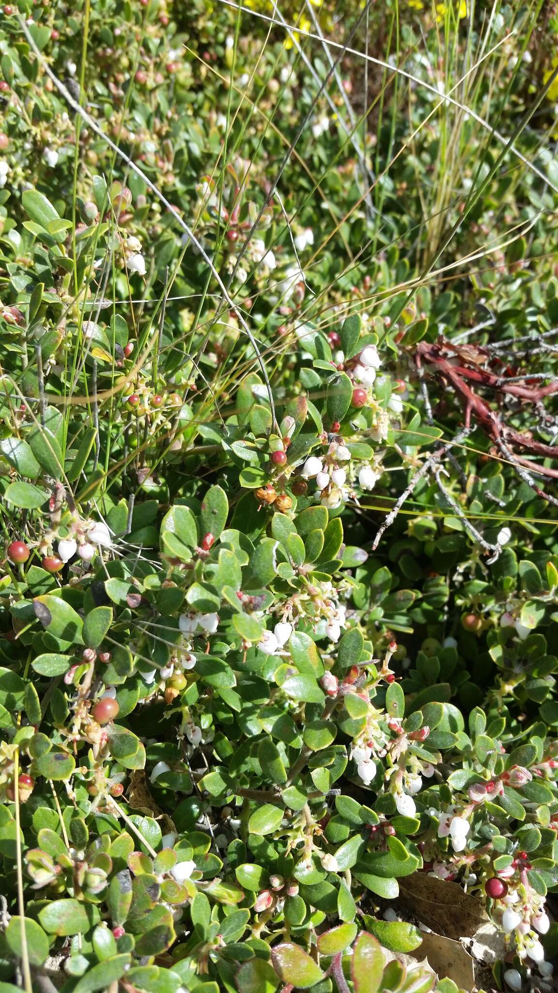 Image de Arctostaphylos pumila Nutt.