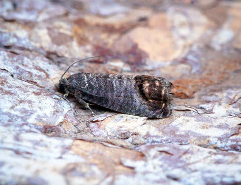 Image of codling moth