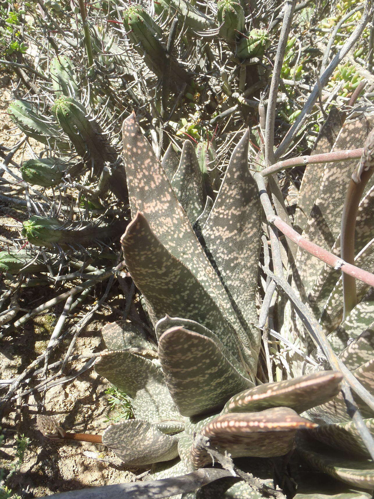 Image of Gasteria brachyphylla var. brachyphylla