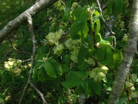 Image of Wych elm