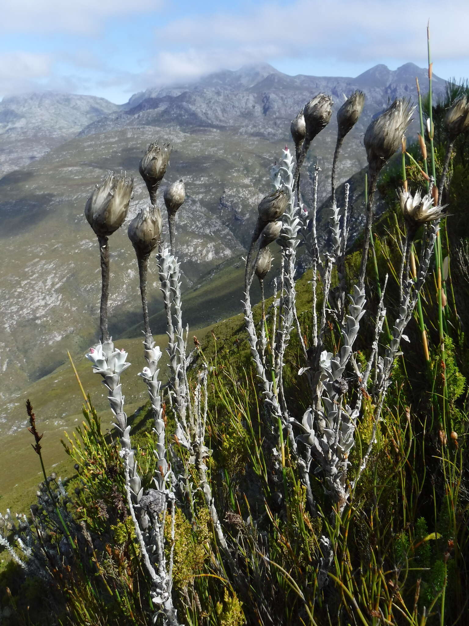 Plancia ëd Syncarpha lepidopodium (H. Bol.) B. Nord.