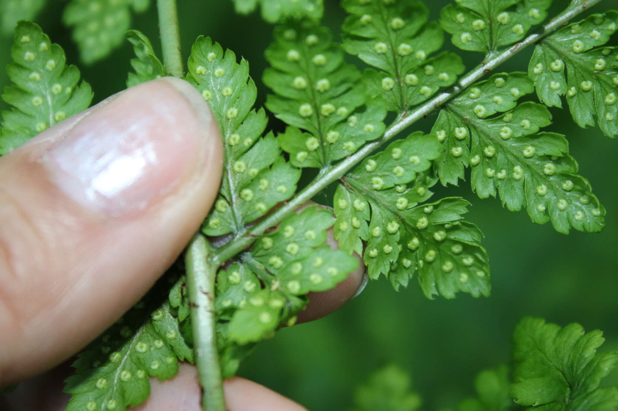 Imagem de Dryopteris dilatata (Hoffm.) A. Gray