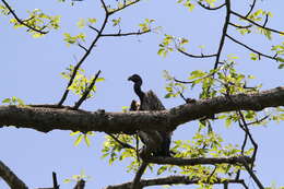 Image of Slender-billed Vulture