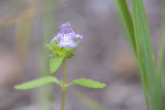 Imagem de Galeopsis ladanum L.