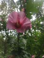 Imagem de Hibiscus syriacus L.