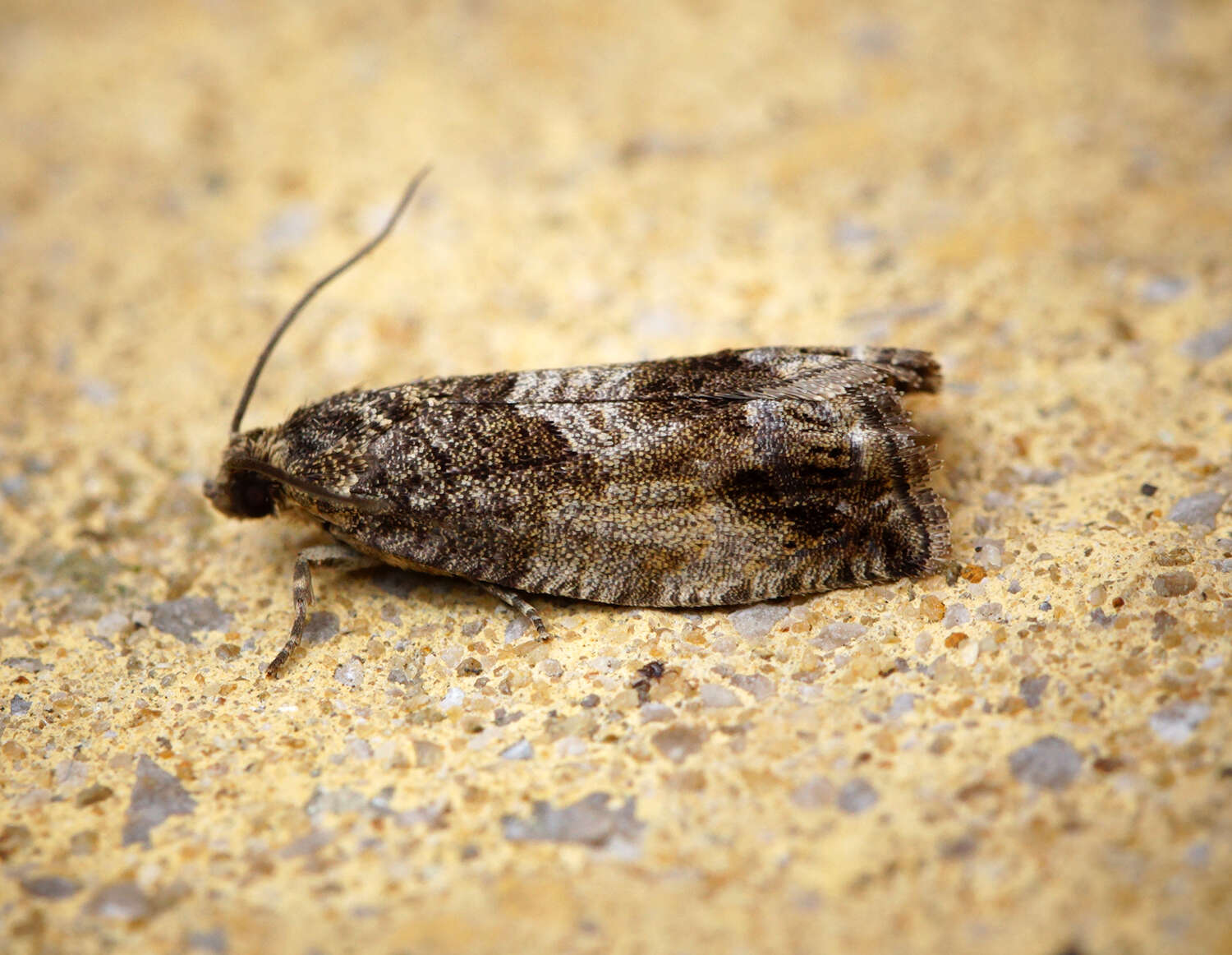 Image of beech moth