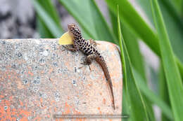 Image of Saban Anole