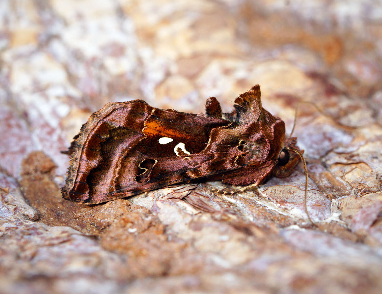 Imagem de Autographa pulchrina Haworth 1802