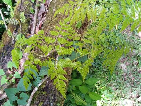 Davallia chaerophylloides (Poir.) Steud. resmi