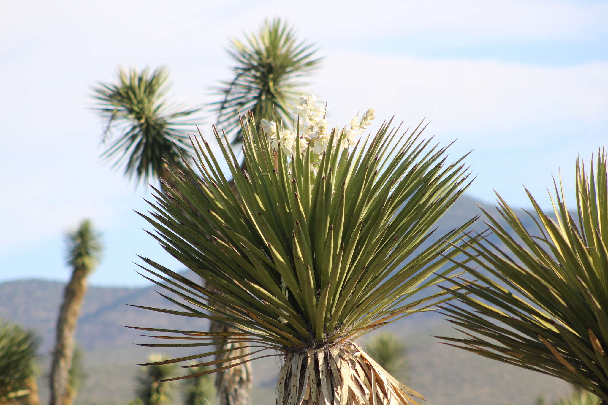 Sivun Yucca carnerosana (Trel.) McKelvey kuva